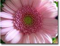 pink-flower-11_edited-1